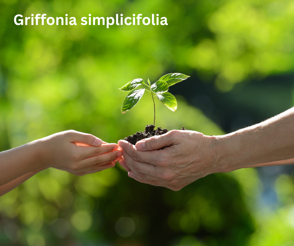 Griffonia simplicifolia